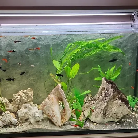 Connection 4* Budapesta