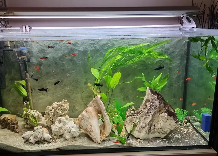 Connection 4* Budapest